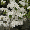 Sněžka PBR - Azalia japońska - Sněžka PBR - Rhododendron