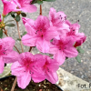 Salajka PBR - Japanese azalea - Salajka PBR - Rhododendron