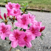 Salajka PBR - Japanese azalea - Salajka PBR - Rhododendron