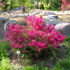 Diamant Rosa - Japanese Azalea - Diamant Rosa - Rhododendron