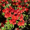 Fridoline - Azalia japońska - Fridoline - Rhododendron