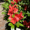 Geisha Orange - Japanese azalea - Geisha Orange - Rhododendron