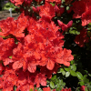 Geisha Orange - Japanese azalea - Geisha Orange - Rhododendron