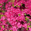 Kermesina - Azalee - Kermesina - Rhododendron