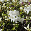 Kermesina Alba - Japanische Azalee - Kermesina Alba - Rhododendron