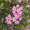 Kermesina Rosé - Japanese azalea - Kermesina Rosé - Rhododendron