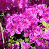 Königstein - Azalia japońska - Königstein - Rhododendron