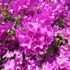 Orlice - Japanese azalea - Orlice - Rhododendron