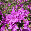 Orlice - Japanese azalea - Orlice - Rhododendron