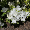 Panda - Azalia japońska - Panda - Rhododendron  ; Azalea japonica