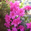 Petticoat - Japanese Azalea - Petticoat - Rhododendron; Azalea japanica