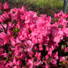 Rokoko - Japanese Azalea - Rokoko - Rhododendron; Azalea japonica; Rhododendron  Hachmann's Rokoko