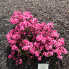 Rokoko - Japanese Azalea - Rokoko - Rhododendron; Azalea japonica; Rhododendron  Hachmann's Rokoko