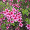 Silvester - Japanese Azalea - Silvester Rhododendron