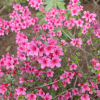 Silvester - Japanese Azalea - Silvester Rhododendron
