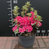 Silver Sword - Japanese azalea - Silver Sword - Rhododendron