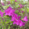 Blaue Donau - Azalia japońska - Blaue Donau - Rhododendron