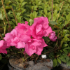 Double Beauty - azalia japońska - Double Beauty - Rhododendron