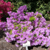 Elsie Lee - Japanese Azalea - Elsie Lee - Rhododendron