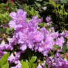 Elsie Lee - Japanese Azalea - Elsie Lee - Rhododendron