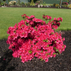 Florida - Japanese azalea - Florida - Rhododendron