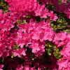Kurume - Japanese azalea - Kurume - Rhododendron
