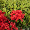 Muneira - Japanese azalea - Muneira - Rhododendron