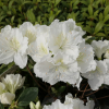 Schneezwerg - Azalia japońska - Schneezwerg - Rhododendron