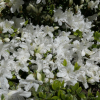 GEISHA WEISS 'Hisako' - Azalia japońska - GEISHA WEISS 'Hisako' - Rhododendron GEISHA WEISS 'Hisako'; Rhododendron 'Geisha Hisako'