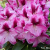 Děvín PBR - Rhododendron hybrid - Rhododendron hybridum 'Děvín' PBR