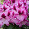 Děvín PBR - różanecznik wielkokwiatowy - Rhododendron hybridum 'Děvín' PBR