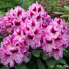 Děvín PBR - różanecznik wielkokwiatowy - Rhododendron hybridum 'Děvín' PBR