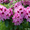 Děvín PBR - Rhododendron hybrid - Rhododendron hybridum 'Děvín' PBR