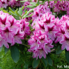 Děvín PBR - różanecznik wielkokwiatowy - Rhododendron hybridum 'Děvín' PBR