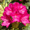 Říp PBR - różanecznik wielkokwiatowy - Rhododendron hybridum - 'Říp' PBR