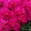 Říp PBR - różanecznik wielkokwiatowy - Rhododendron hybridum - 'Říp' PBR