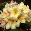 Zebín PBR - różanecznik wielkokwiatowy - Rhododendron hybridum 'Zebín' PBR