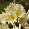 Zebín PBR - Rhododendren Hybride - Rhododendron hybridum 'Zebín' PBR