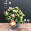 Golden Torch - Rhododendron  yakushimanum - Golden Torch - Rhododendron yakushimanum