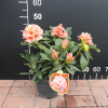 Orangina - różanecznik wielkokwiatowy - Orangina - Rhododendron hybridum