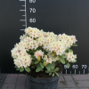 Fryderyk PBR - Rhododendron - Rhododendron hybridum 'Fryderyk' PBR