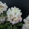 Fryderyk PBR - Rhododendron - Rhododendron hybridum 'Fryderyk' PBR