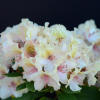 Fryderyk PBR - Rhododendron - Rhododendron hybridum 'Fryderyk' PBR