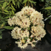 George Sand PBR - różanecznik wielkokwiatowy - Rhododendron hybridum 'George Sand' PBR