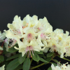 George Sand PBR - Rhododendron hybrid - Rhododendron hybridum 'George Sand' PBR