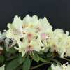 George Sand PBR - Rhododendron Hybride - Rhododendron hybridum 'George Sand' PBR