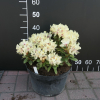 George Sand PBR - Rhododendron hybrid - Rhododendron hybridum 'George Sand' PBR