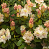 Fryderyk PBR - Rhododendron - Rhododendron hybridum 'Fryderyk' PBR