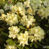 George Sand PBR - różanecznik wielkokwiatowy - Rhododendron hybridum 'George Sand' PBR