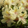 George Sand PBR - różanecznik wielkokwiatowy - Rhododendron hybridum 'George Sand' PBR